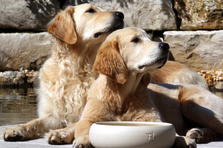 Dogs Inn® - Online Shop | Hundenapf Keramik | Natur | Dogs Inn® - Online  Shop